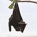 20110116 9333Aw [D-GE] Malaiischer Flughund (Pteropus vampyrus) [Kalong], Zoom Gelsenkirchen