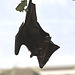 20110116 9332Aw [D-GE] Malaiischer Flughund (Pteropus vampyrus) [Kalong], Zoom Gelsenkirchen