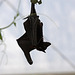 20110116 9330Aw [D-GE] Malaiischer Flughund (Pteropus vampyrus) [Kalong], Zoom Gelsenkirchen