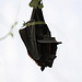 20110116 9329Aw [D-GE] Malaiischer Flughund (Pteropus vampyrus) [Kalong], Zoom Gelsenkirchen