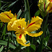 Tulipe perroquet (3)