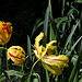 Tulipe perroquet (4)