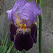 Iris Ancien 'Alcazar'