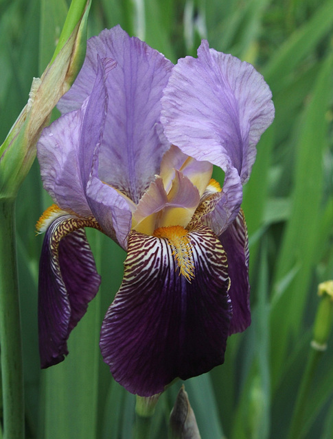 Iris Ancien 'Alcazar'