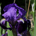 Iris Ancien , Type germanica