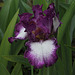 Iris Mariposa Autumn (2)