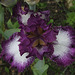 Iris Mariposa Autumn (4)