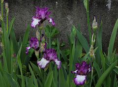 Iris Mariposa Autumn (5)