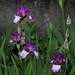 Iris Mariposa Autumn (5)