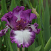 Iris Mariposa Autumn (6)