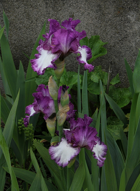 Iris Mariposa Autumn (7)