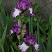 Iris Mariposa Autumn (7)