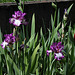 Iris Mariposa Autumn (8)
