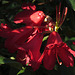 IMG 4906 Roter Rhododendron