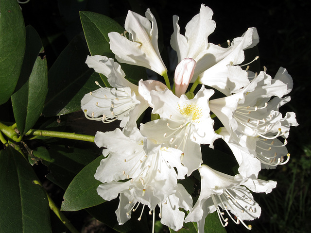 Weißer Rhododendron