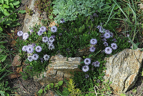 Globularia cordifolia Globularia cordifolia
