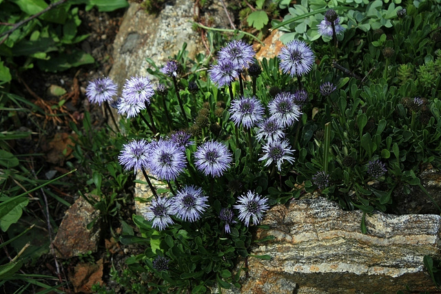 Globularia cordifolia (4)