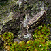 Cloporte- Oniscus asellus