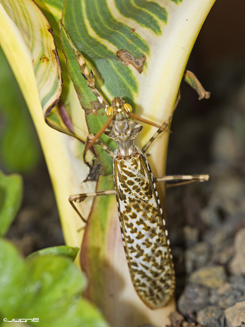Blepharopsis mendica Devil's Flower Mantis