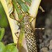 Blepharopsis mendica Devil's Flower Mantis