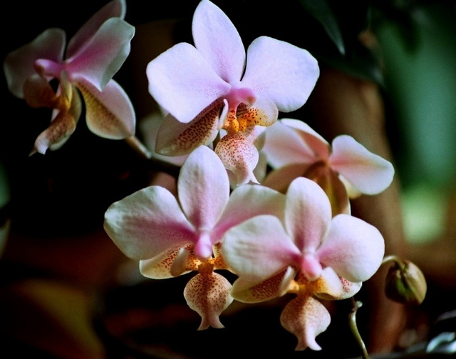 Phalaenopsis Philadelphia