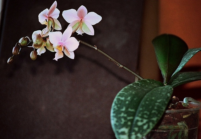 Phalaenopsis Philadelphia