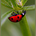 Coccinelle acrobate