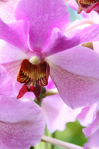 Une des premières orchidée importée en Polynésie