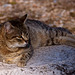 20120319 8128RAw [TR] Katze, Epohesos, Türkei