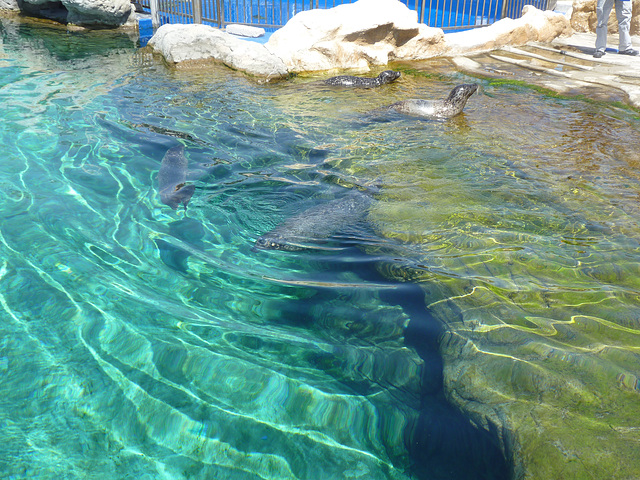 En el  aquarium de Valencia, piscina de las focas