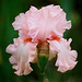 Iris Pink Swan