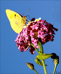 The yellow butterfly