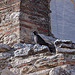 20120319 8012RAw [TR] Selcuk, Moschee Isa Bey, Dohle