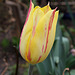 Tulipe Blushing Beauty (8)