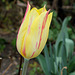 Tulipe Blushing Beauty (9)