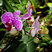 Phalaenopsis 'Wild thing' (2)