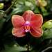Phalaenopsis hybride ' Athene parfume '