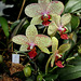 Phalaenopsis hybride 'Rigoletto'
