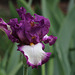 Iris Footlose (4)