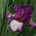 Iris Footlose (5)