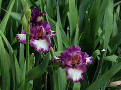 Iris Footlose (7)