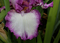 Iris Mariposa Autumn