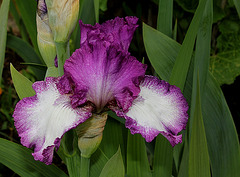 Iris Mariposa Autumn (3)