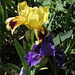 Iris nain Banburry Ruffles (2)