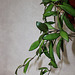 Hoya davidcumingii (2)