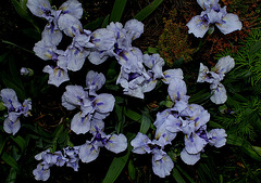 Iris nain 'Sapphire Jewels'