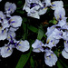 Iris nain 'Sapphire Jewels' (5)