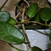Hoya diversifolia
