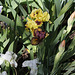 Iris nains (2)