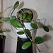 Hoya diversifolia (2)